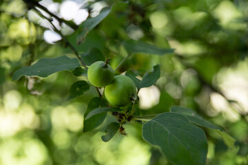 Small pear fruits on the tree, gnawed by insects