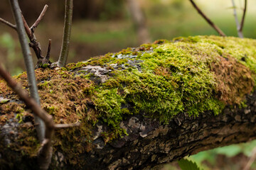 Сlose-up photo of a mossy tree branch in a forest