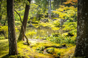 moss temple, saihoji, saiho-ji, kokedera, temple, kyoto, moss, world heritage, tranquility, japan, 