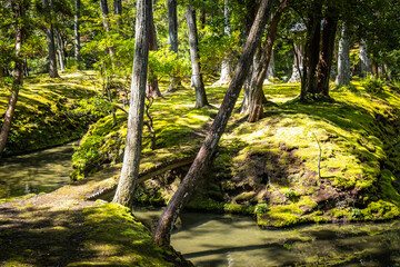 moss temple, saihoji, saiho-ji, kokedera, temple, kyoto, moss, world heritage, tranquility, japan, 