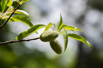 the first small almonds on the almond tree. Prunus amygdalus