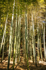 Fototapeta premium moss temple, saihoji, saiho-ji, kokedera, temple, kyoto, moss, world heritage, tranquility, japan, 