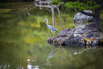 great blue heron ardea cinerea at japanese temple, kyoto, japan