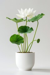 A white ceramic pot containing a small potted plant, great for home decor or office use