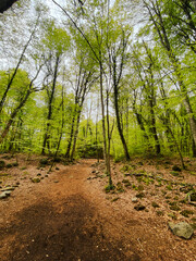 Fototapeta premium Beech tree forest in bloom with beautiful green leaves in Olot, Girona, Catalonia