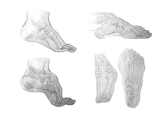Ilustración científica sobre anatomía: Patologías del pie. Estudio artístico sobre osteología.