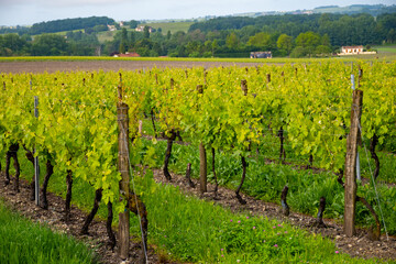 Summer on vineyards of Cognac white wine region, Charente, white ugni blanc grape uses for Cognac...