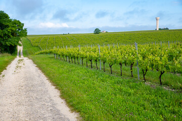 Naklejka premium Summer on vineyards of Cognac white wine region, Charente, white ugni blanc grape uses for Cognac strong spirits distillation, France, Grand Champagne region