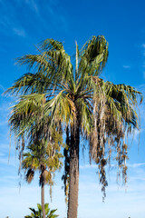 Obraz premium Bright yellow Bougainvillea plant flowers and blue clear sky