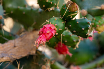 Small green yellow flowers of blossoming cactus plant