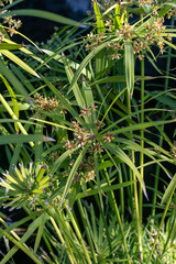 Ancient flora, green papyrus plant growing in water