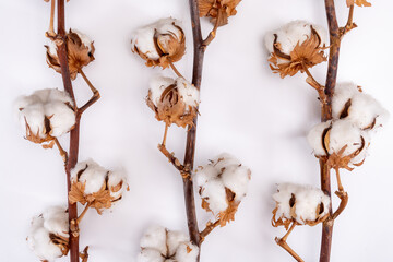 Home decoration, dried branch with bolls of cotton plant, source of natural fiber kitchen and bed...