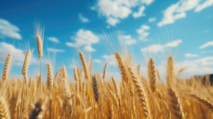 Fototapeta premium Wheat field with blue sky in the background