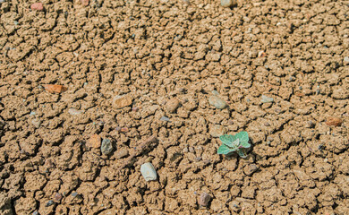 Lonely plant surviving drought in the mountains, life in arid places, lack of water in the regions,...