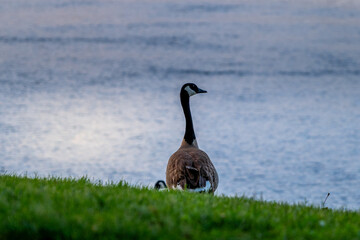 Goose on the park during sunset