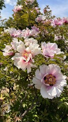 pink flowers in the garden