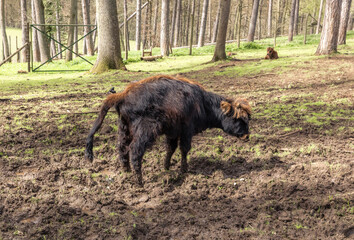 A baby bison defecates in the forest on a spring day.