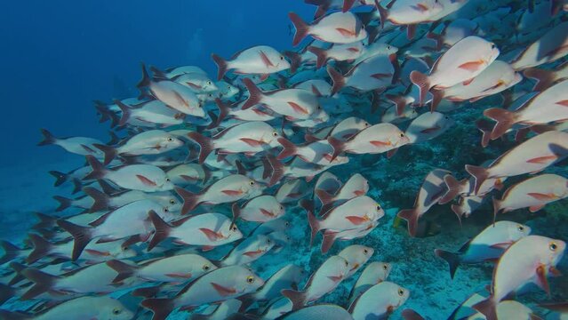 Yellowtail and humpback red snappers shoaling underwater close up. Exotic fish species school swimming undersea close view