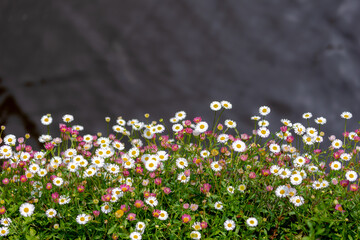 Selective focus of small and tiny flowers Erigeron karvinskianus in garden, The Mexican fleabane,...