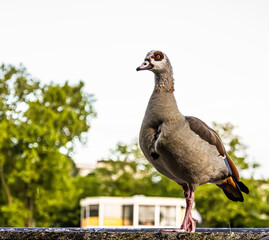 City ducks in Germany