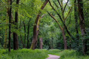Park and outdoor concept, Spring landscape with pathway into through the wood, New young green leaves on twig in the forest, Rows of big trees trunks along the walkways, Nature greenery background.