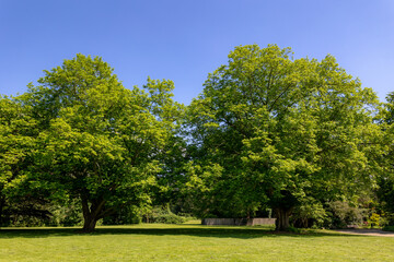 Park and outdoor concept, Spring landscape big tree on green grass meadow, New young green leaves...