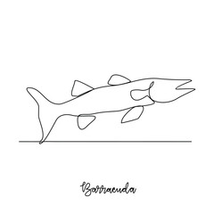 One continuous line drawing of Barracuda vector illustration. Fish animal themes in simple continuous line design  vector concept. Fish are aquatic vertebrates live in water and breathe through gills