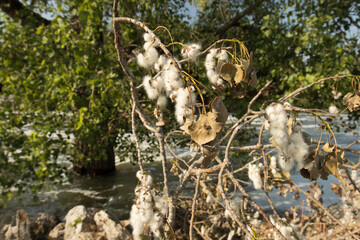 A Cottonwood tree adorned with fluffy white fibers, dramatically set against the backdrop of a roaring river at Belton Lake Reservoir in Miller Spring Park, Belton, Texas. 