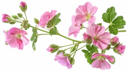 Beautiful Pink Geranium Flowers on a White Background, Generative AI