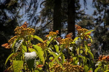 Obraz premium Mariposas monarca