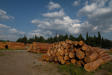 Felled trees stacked in the forest store © TAMER YILMAZ