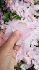 Hand holding pink petals