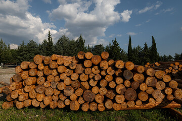 Felled trees stacked in the forest store © TAMER YILMAZ