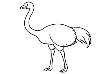 Obraz premium ostrich vector illustration