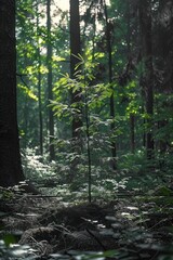Fototapeta premium A young tree competes with tall trees to replace fallen ones. Sunlight reaches forest floor to spring a new growth.
