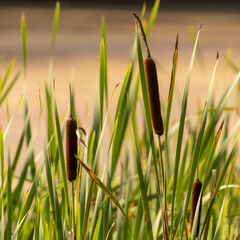 Bullrushes at the river bank