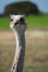 Emu head