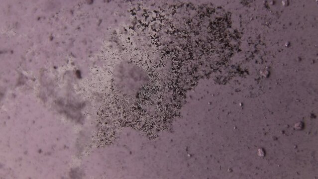 Dark grey organic mixture.