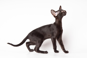 portrait of a cute black oriental cat in front of white background. kitty studio shot with copy space