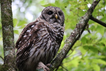 Barred Owl