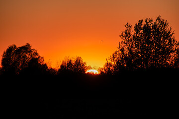 Enchanting Sunset Behind Silhouetted Trees Natures Art in Beautiful Blend of Orange and Black