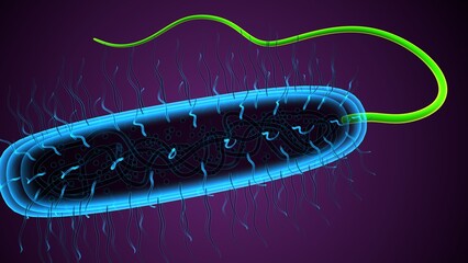 micro bacteria anatomy. 3d illustration