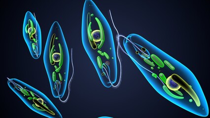 euglena reproduction anatomy. 3d render