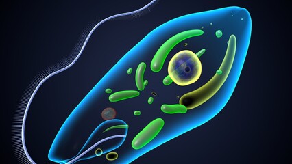 euglena reproduction anatomy. 3d render