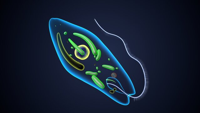 euglena reproduction anatomy. 3d render