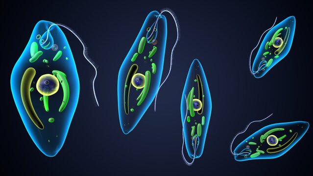 euglena reproduction anatomy. 3d render