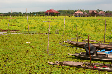 Boats in Thale Noi Non-Hunting Area. Phattalung province. Thailand