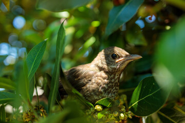 Blackbird Chick in a Laurel Tree