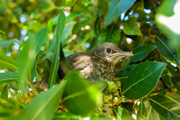 Blackbird Chick in a Laurel Tree