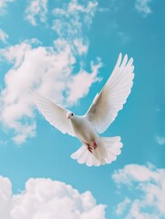 Obraz premium White dove in flight